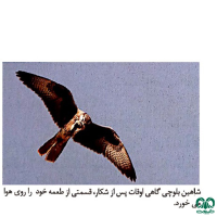 گونه شاهین بلوچی Laggar Falcon